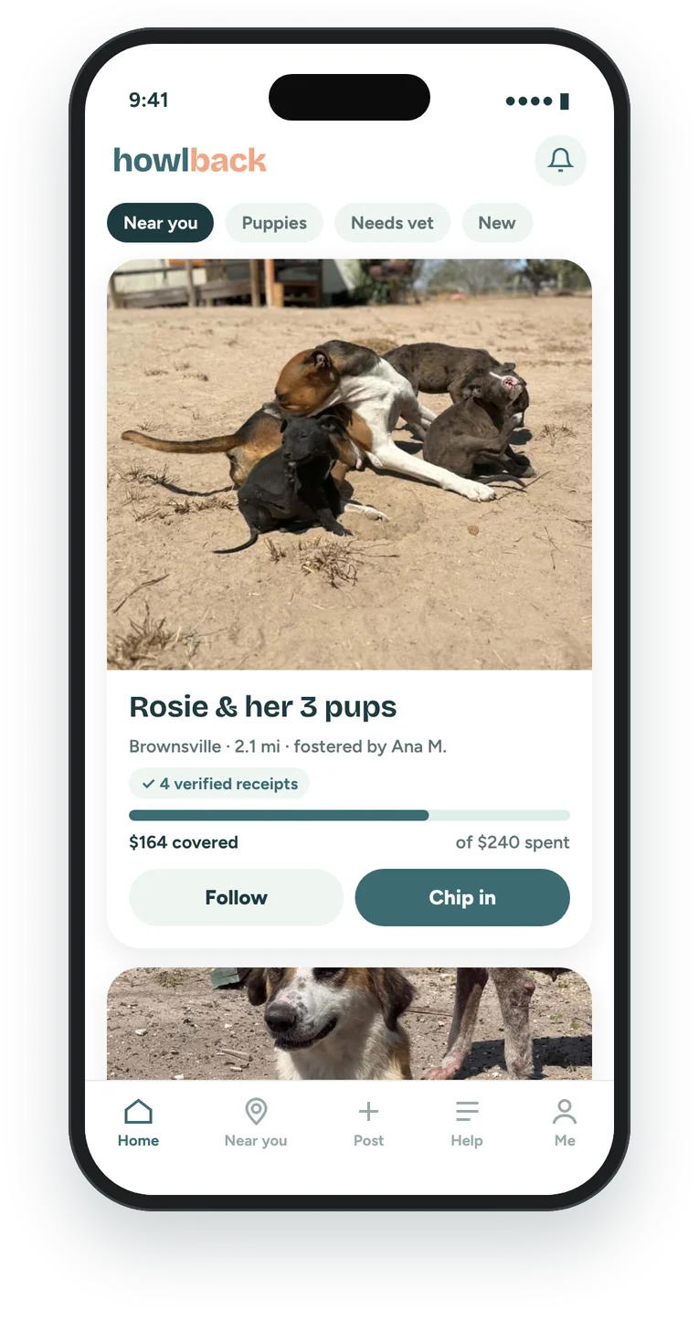 App home screen with a feed of foster dogs near you