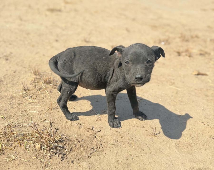 A black puppy, about the age it needs its first rabies shot