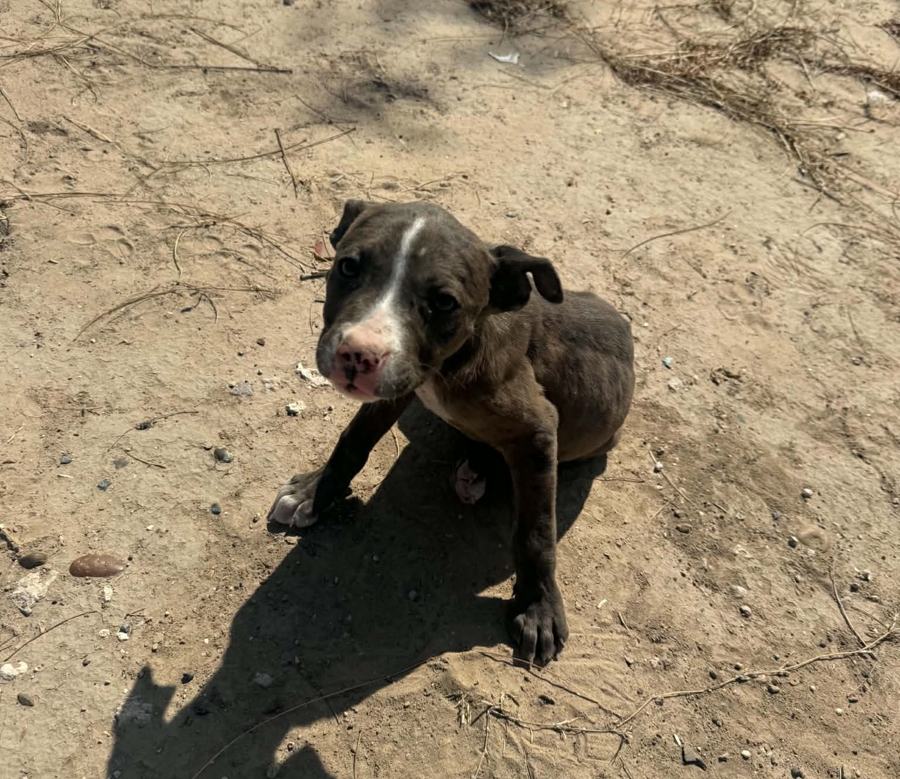 A brown and white puppy sitting on dry dirt in the sun, looking at the camera