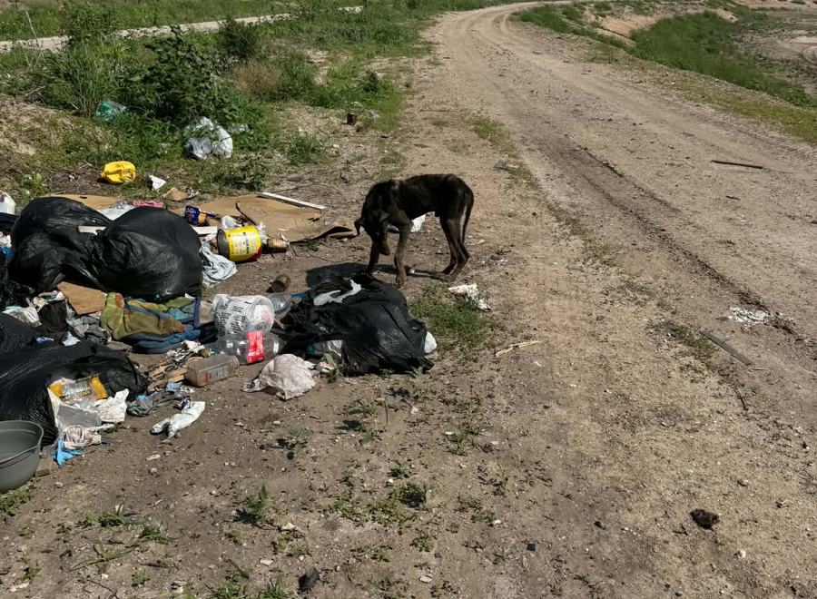 A thin dog searching a pile of dumped trash bags beside a dirt road