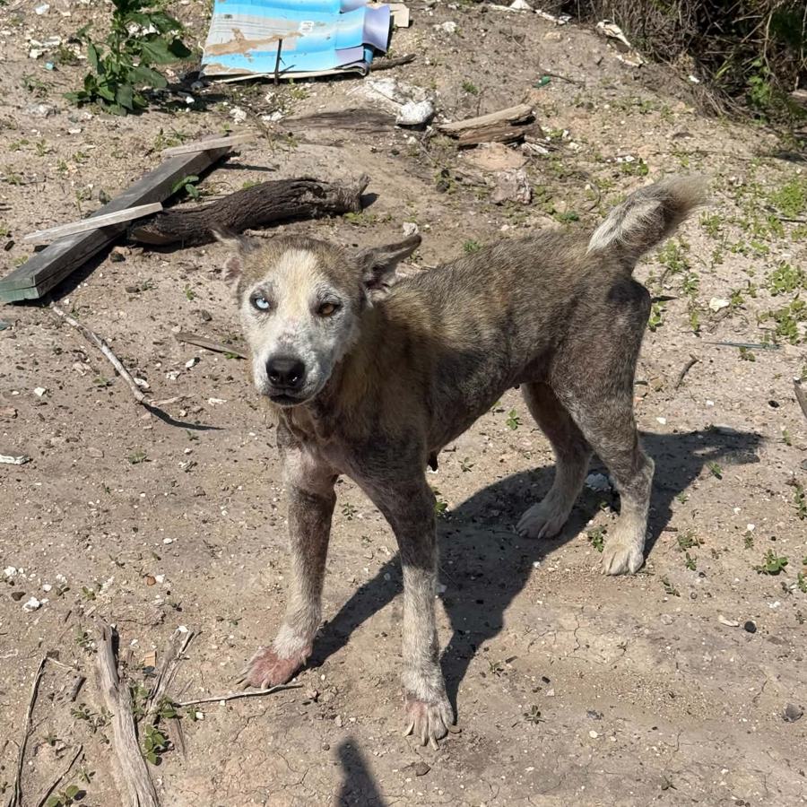 A blue-eyed stray with mange standing in a dirt lot