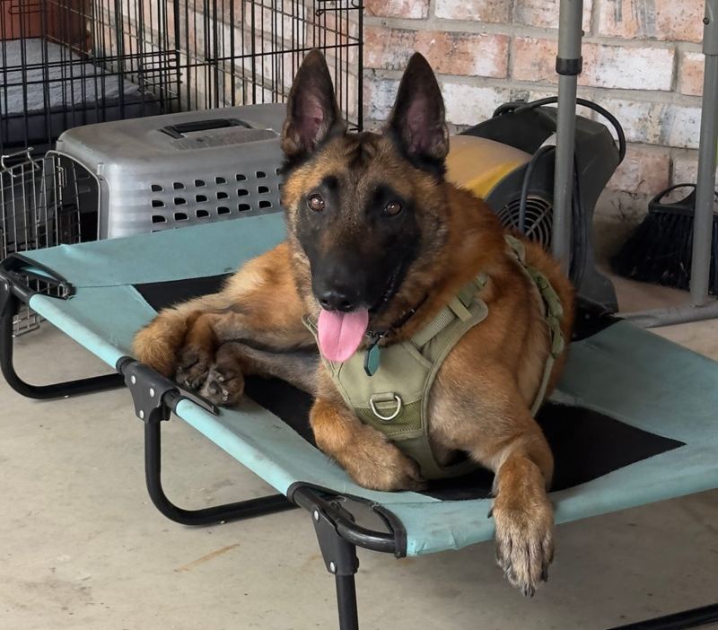 A happy shepherd mix in a harness lying on a dog cot