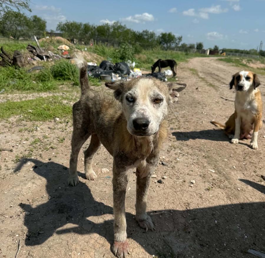 Three street dogs standing on a road